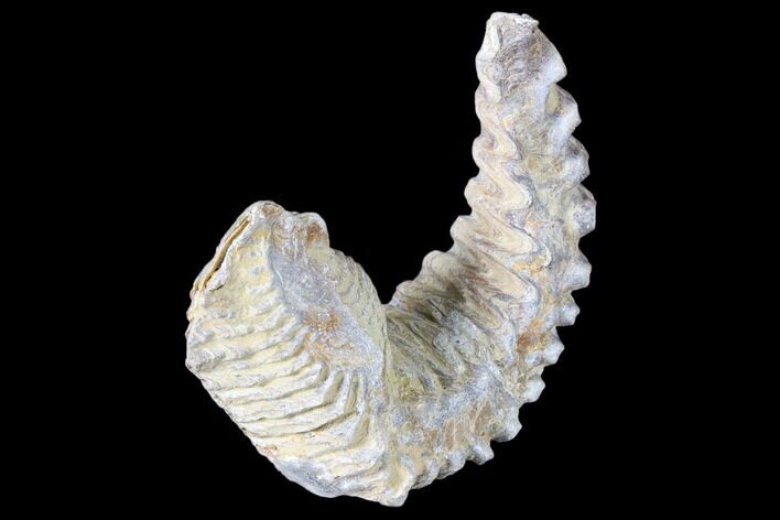 Cretaceous Fossil Oyster (Rastellum) - Madagascar #88469